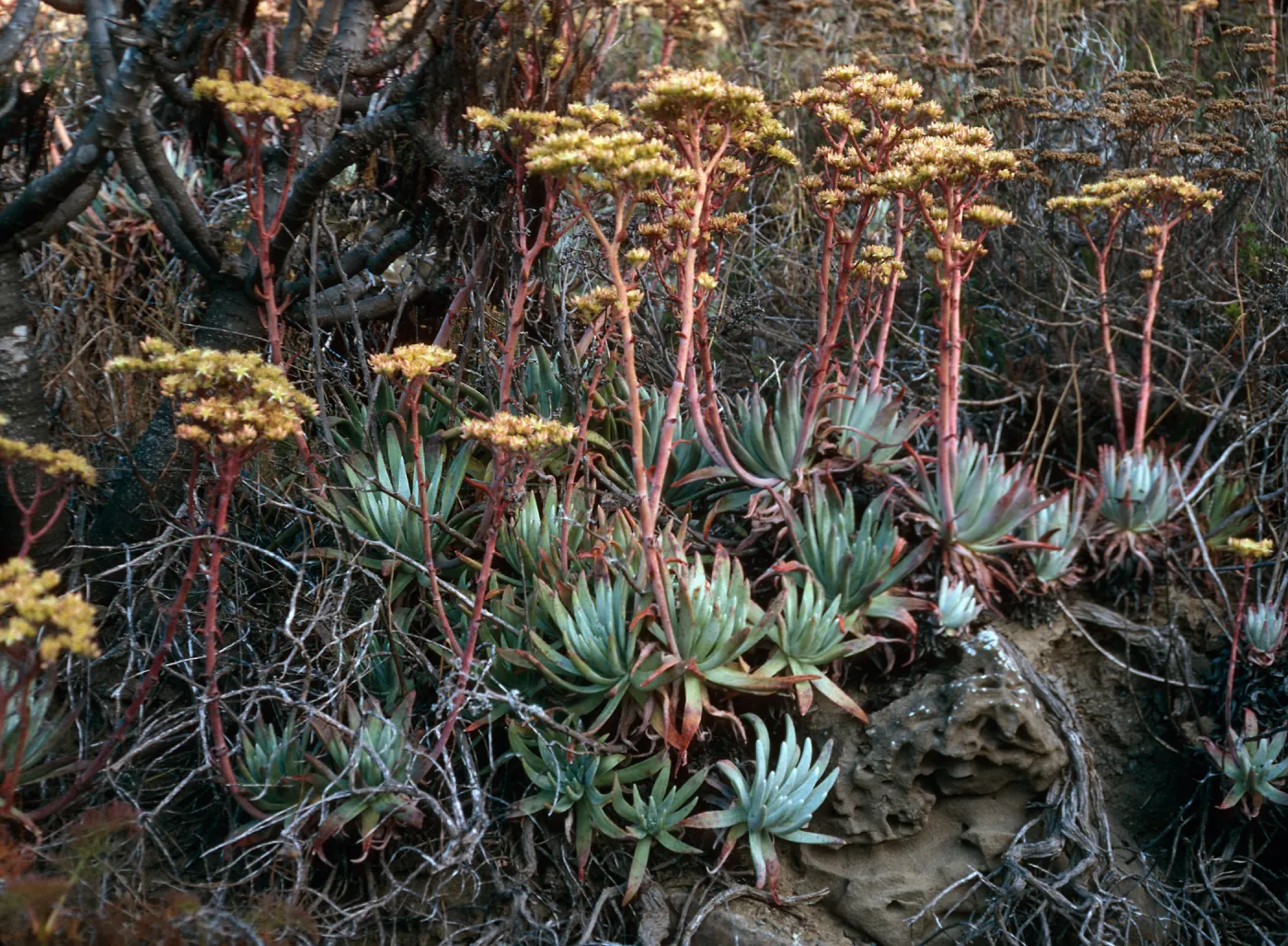 Dudleya virens, Live-Forever Canyon, San Nicolas Island