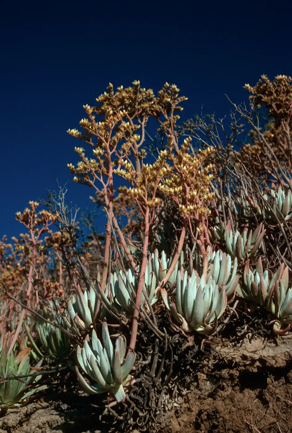 Dudleya virens, Live-Forever Canyon, San Nicolas Island