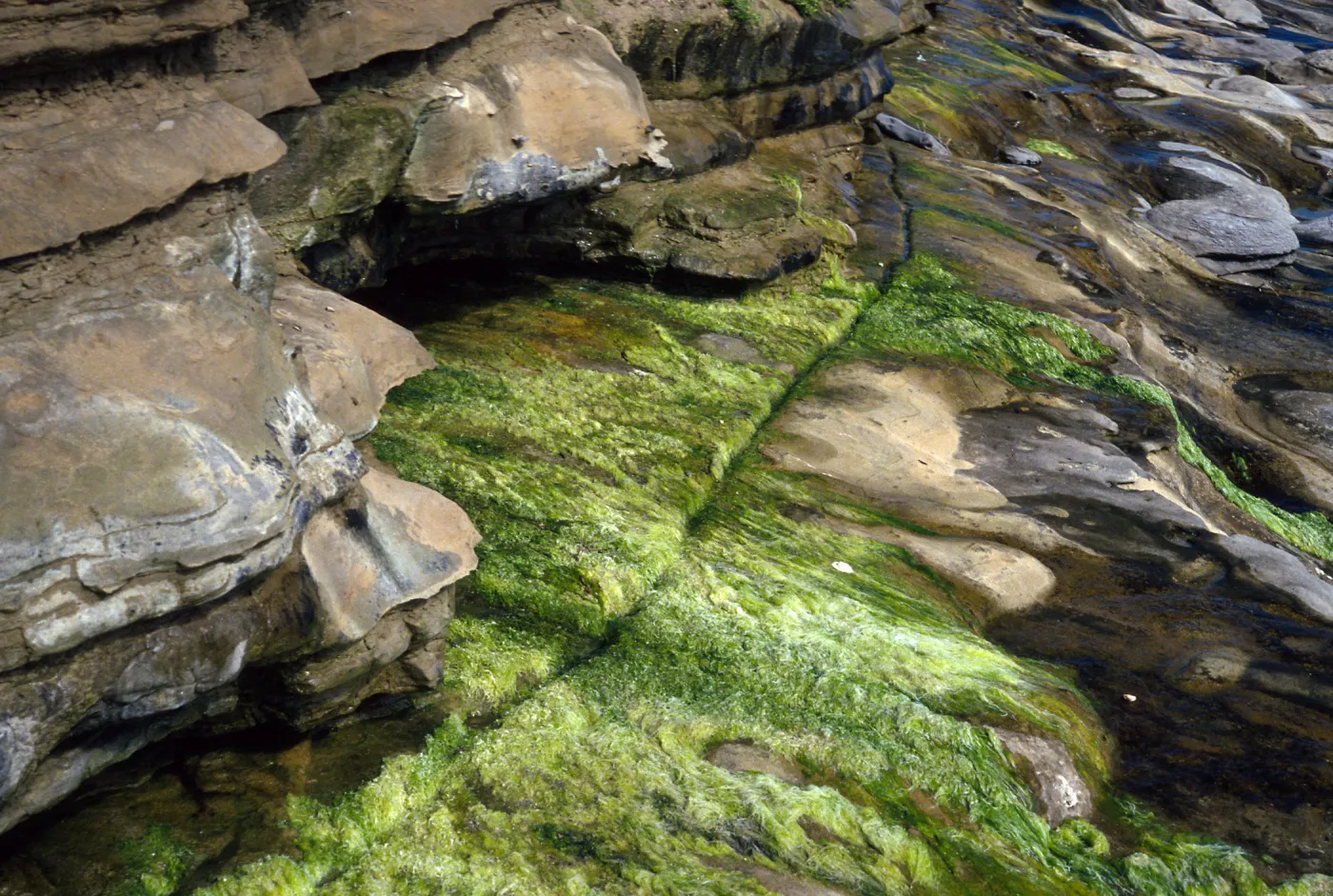 spring, West end of Red Eye Beach, San Nicolas Island
