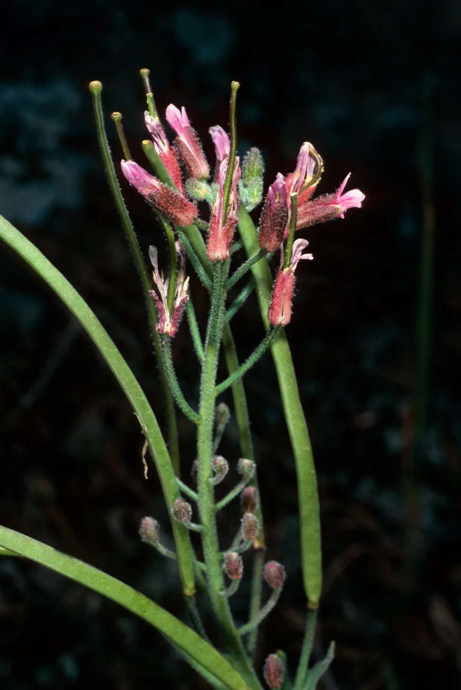 Arabis hoffmanii, North of Buena Vista, Santa Cruz Island