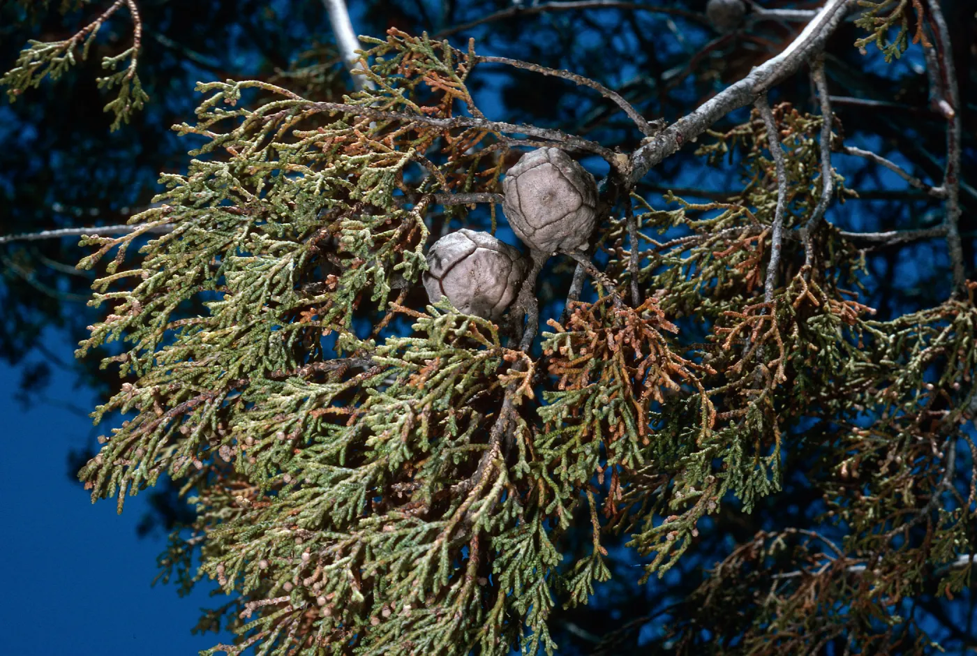 Cupressus, Guadalupe Island