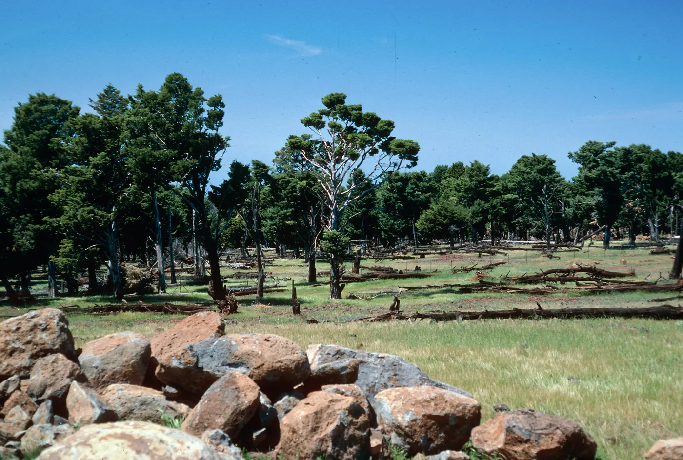 Cupressus grove, Guadalupe Island