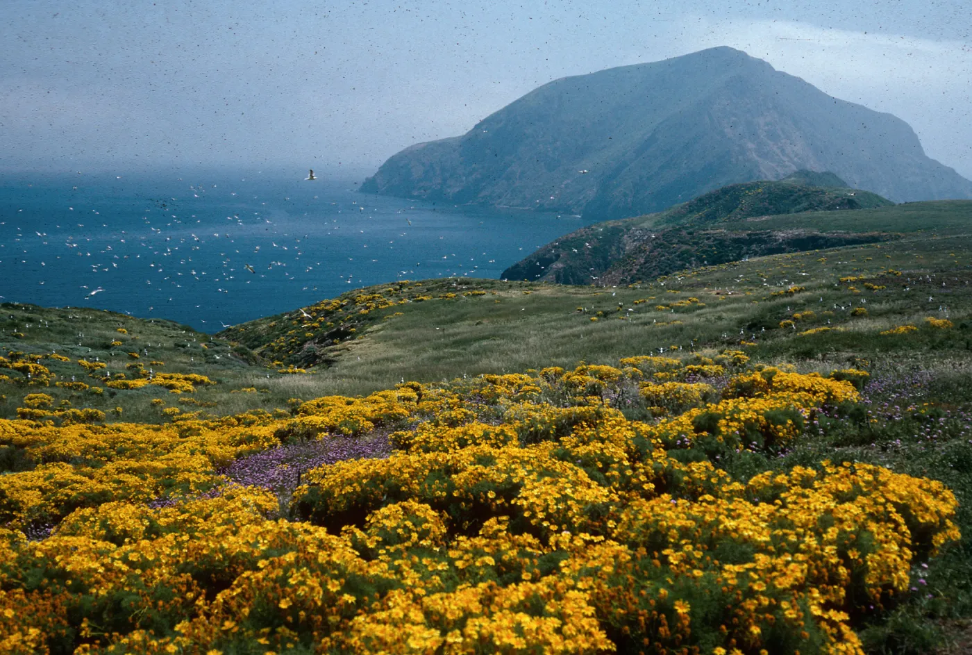 Coreopsis, Dichelostemma, East of Sheep Camp, Middle Anacapa Island