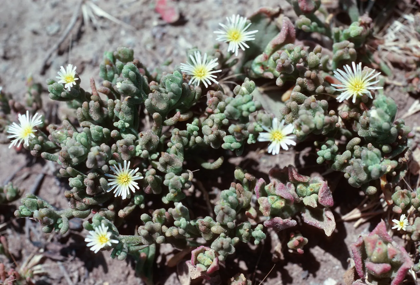 Mesembryanthemum nodiflorum, East anacapa Island