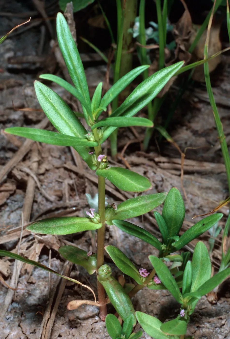 Ammannia coccinea, Mirror Lake