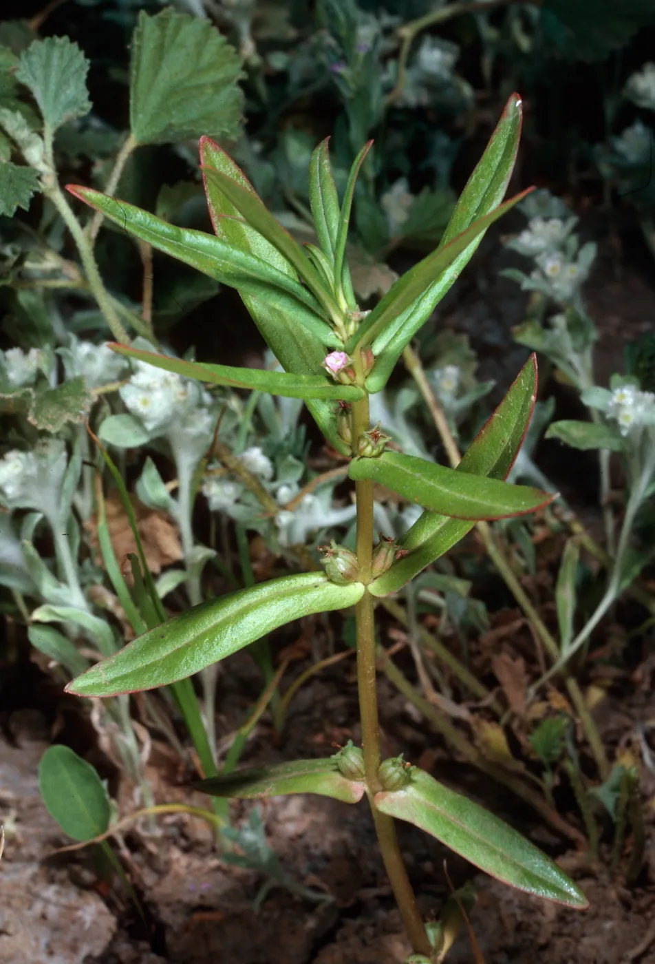Ammannia coccinea, Mirror Lake