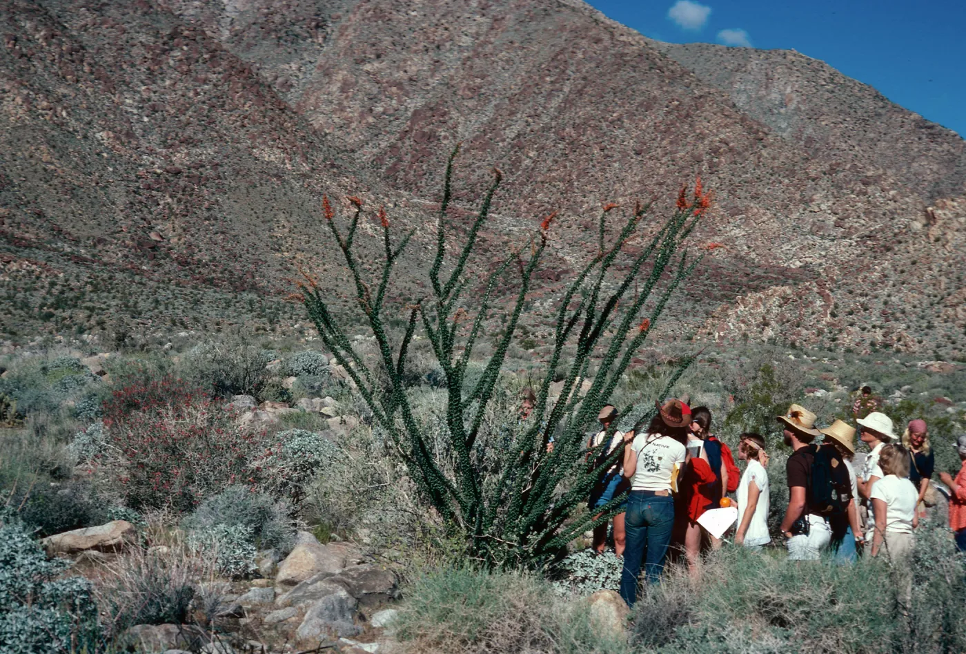 Santa Barbara Botanic Garden class, Borrego Palm Canyon