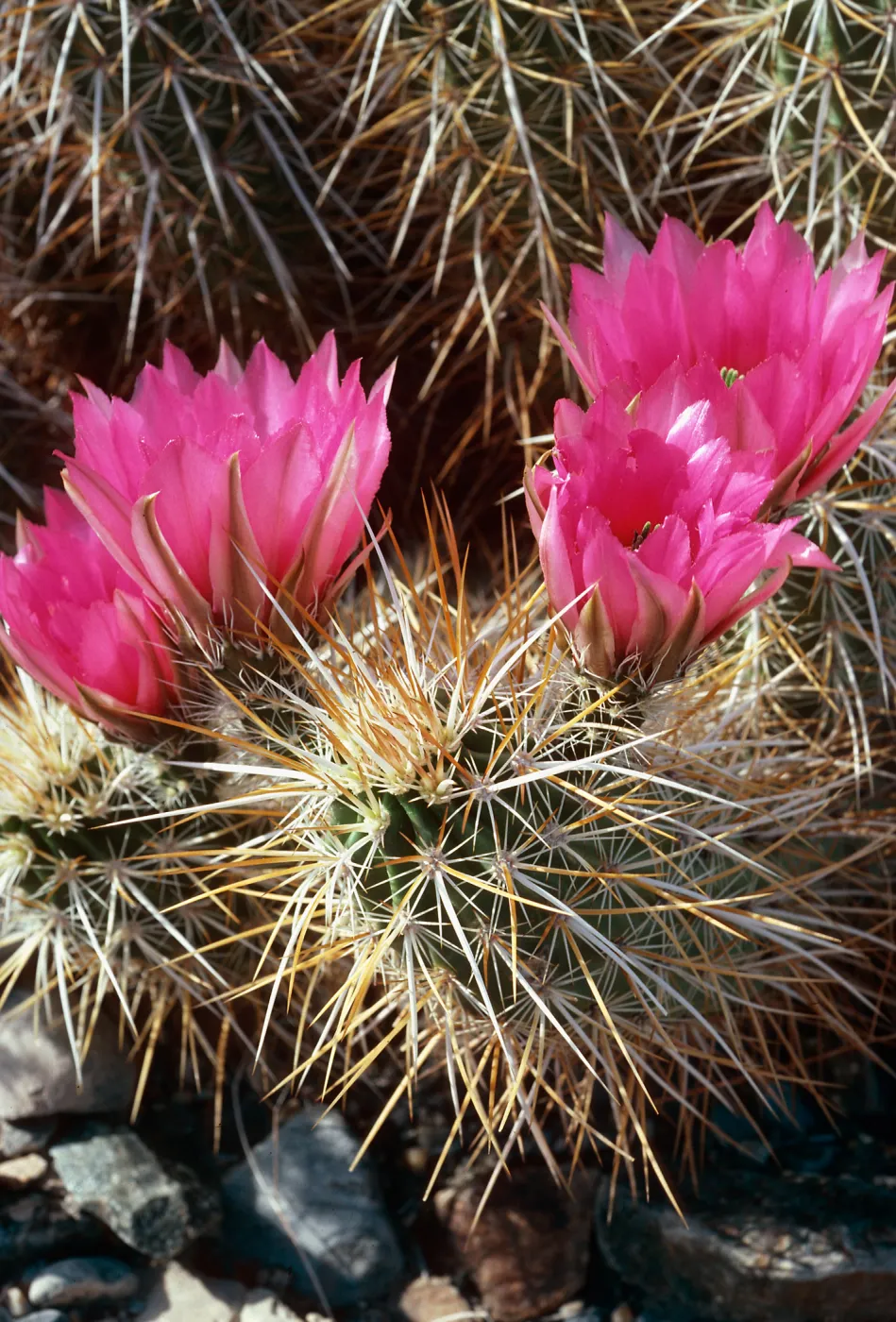 Enchinocereus engelmannii, Saline Valley, Northern Mojave Desert