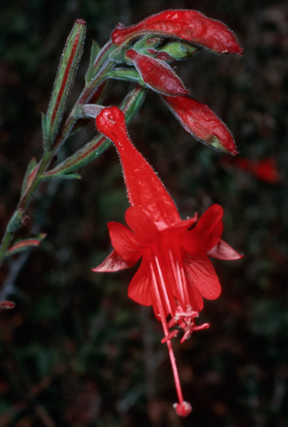Zauschneria californica (California fuschia), Tunnel Trail, Santa Barbara County