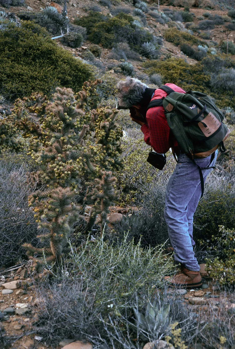 Opuntia prolifera, Arroyo Cholla & Bob Haller