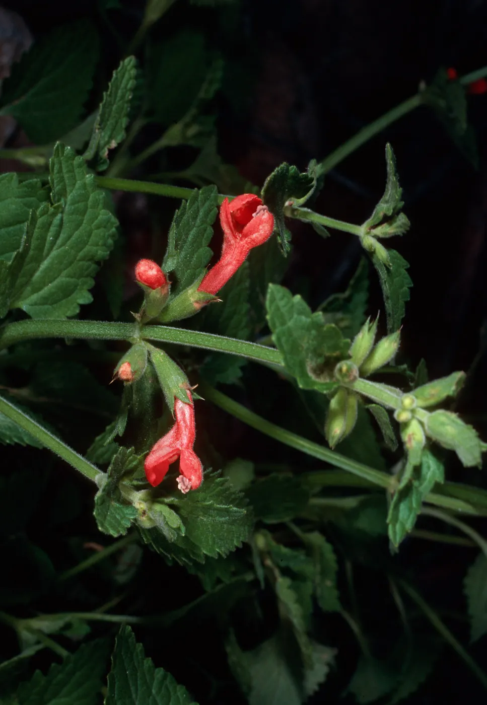 Stachys cocinea