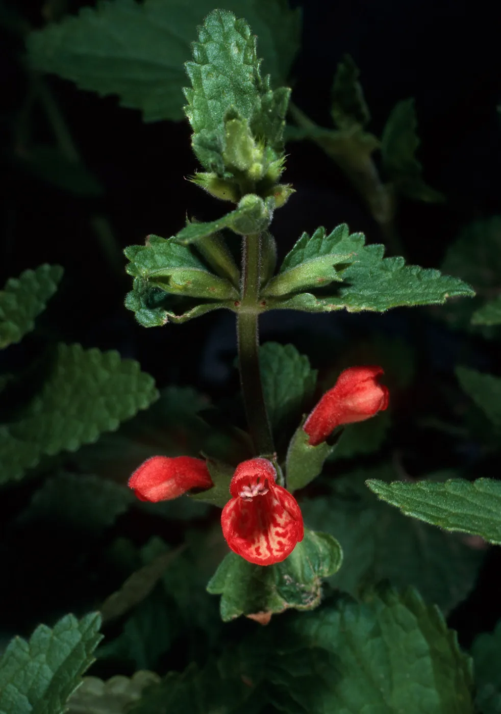 Stachys cocinea