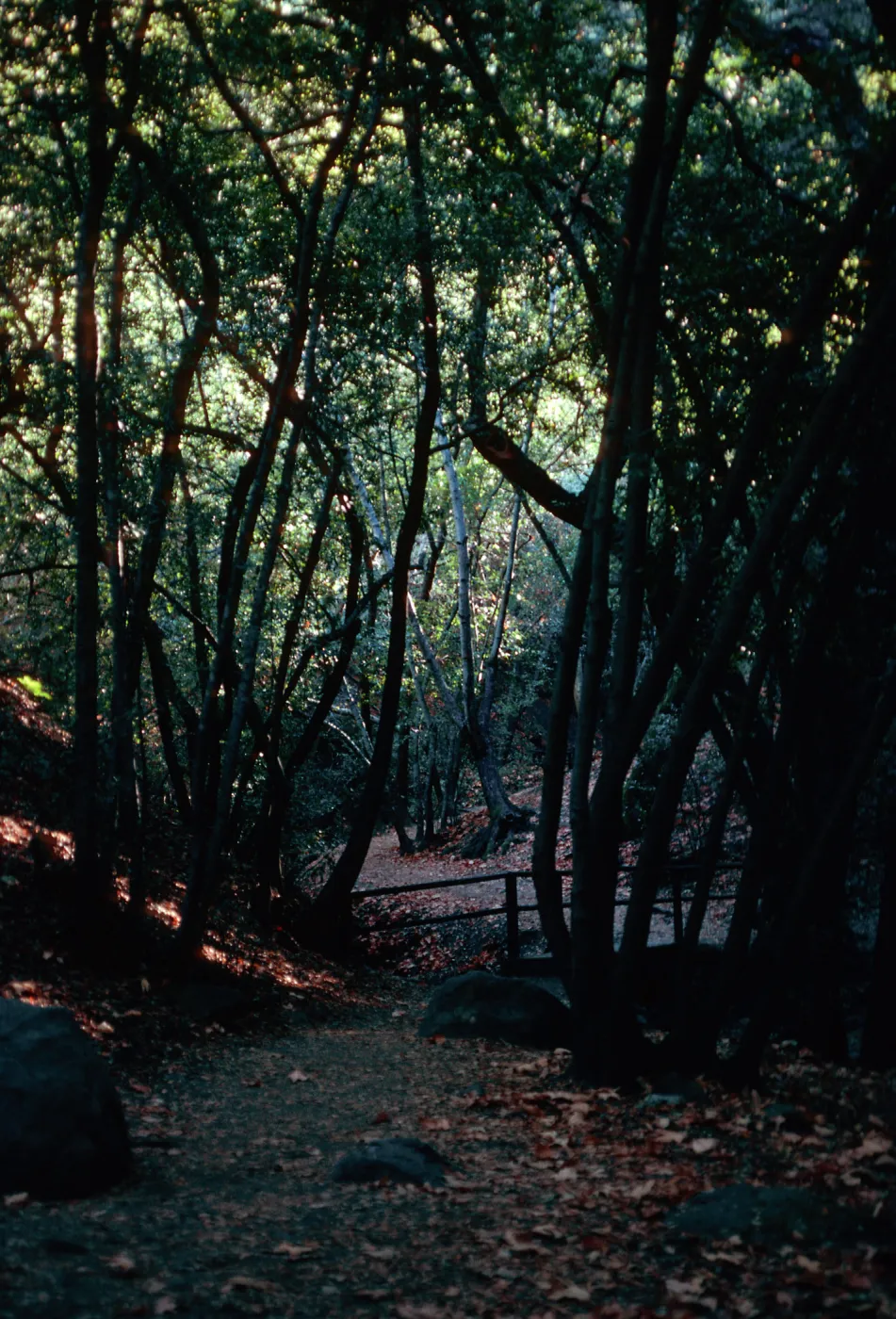 Umbellularia Woodland, trail to falls, Nojaqui Falls County Park, Santa Barbara County
