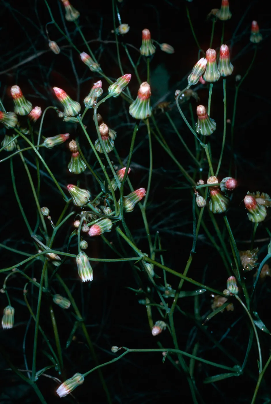 Malacothrix phaeocarpa