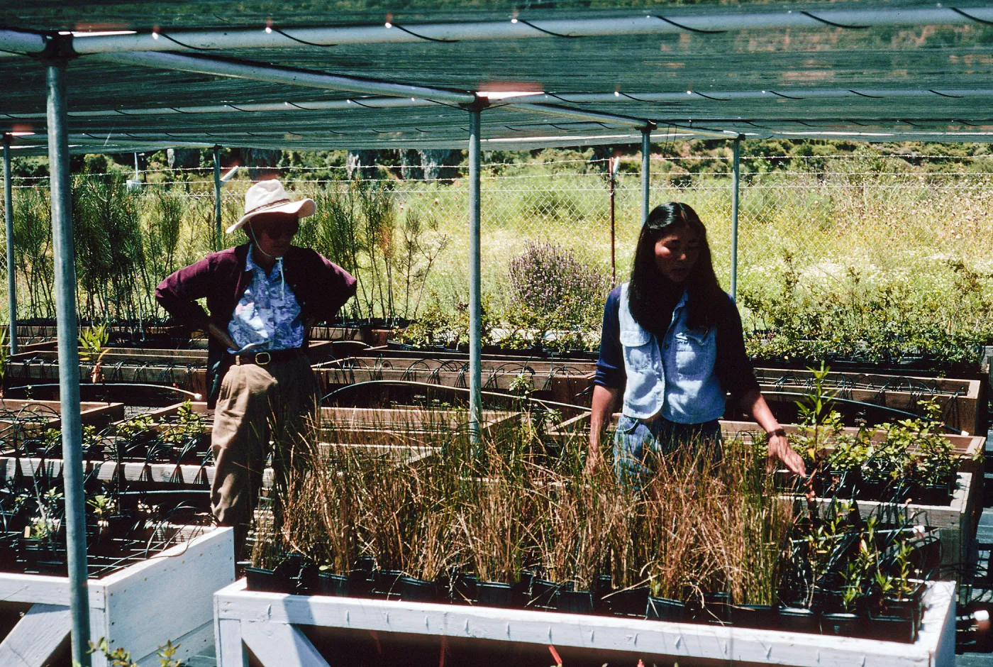 Janet Takara, native plant nursery, Middle Ranch, Santa Catalina Island