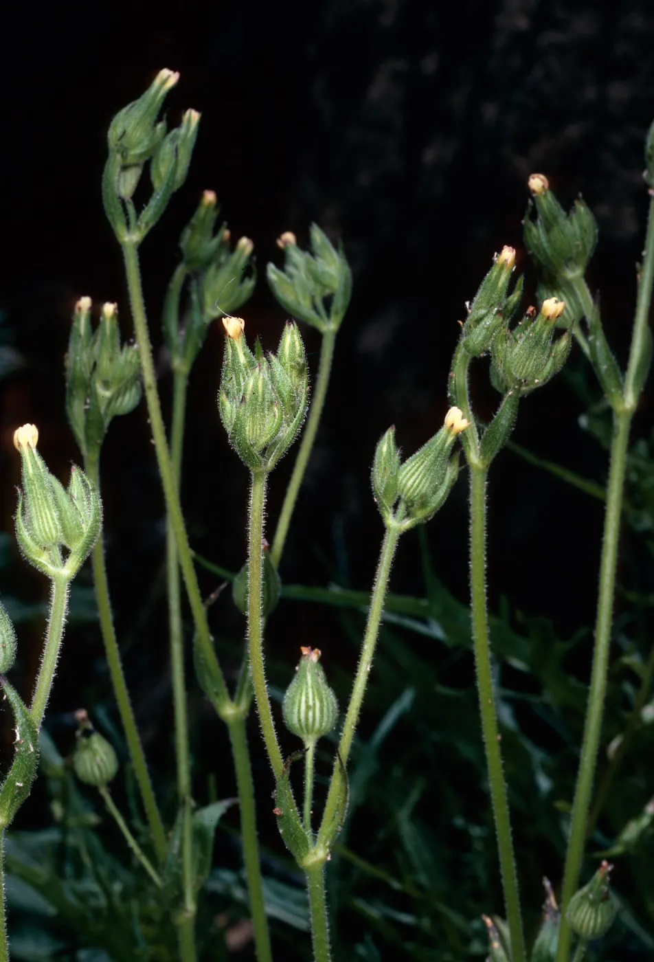 Silene multinervia, burn above Foster Glen, Highway 154