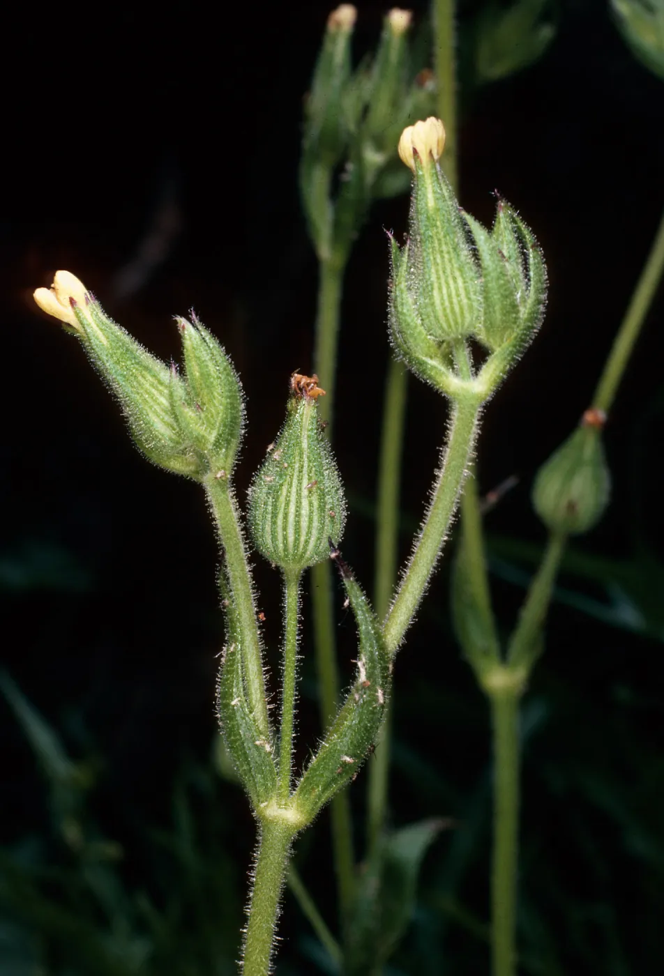 Silene multinervia, burn above Foster Glen, Highway 154
