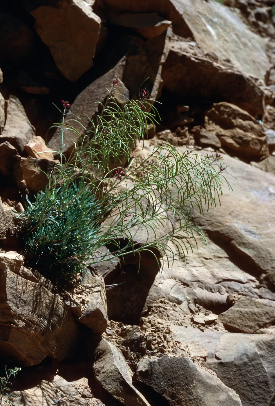 Arabis, Hwy 33