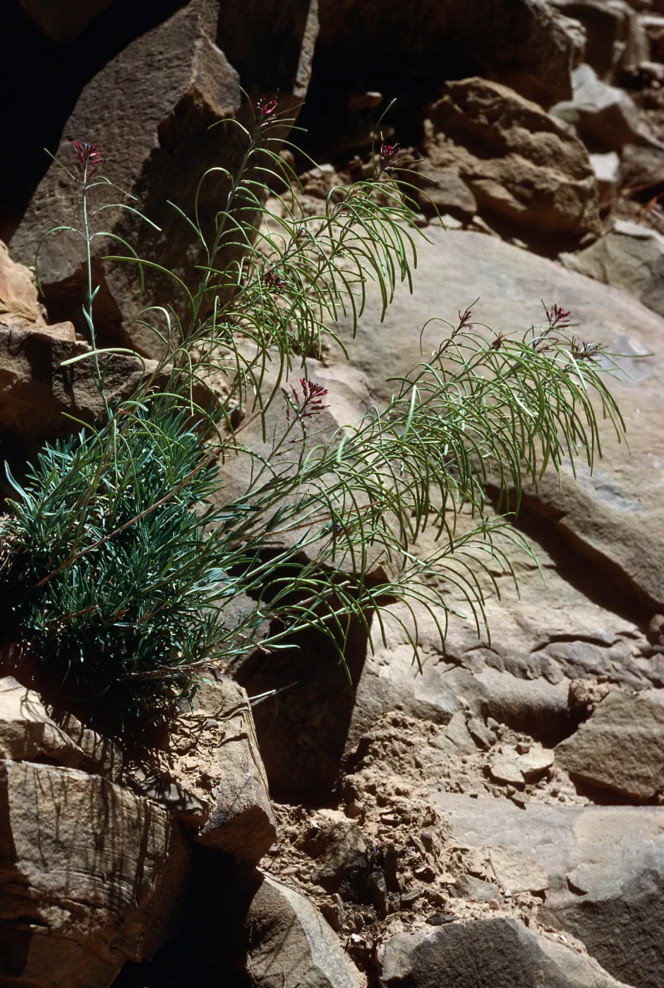 Arabis, Hwy 33