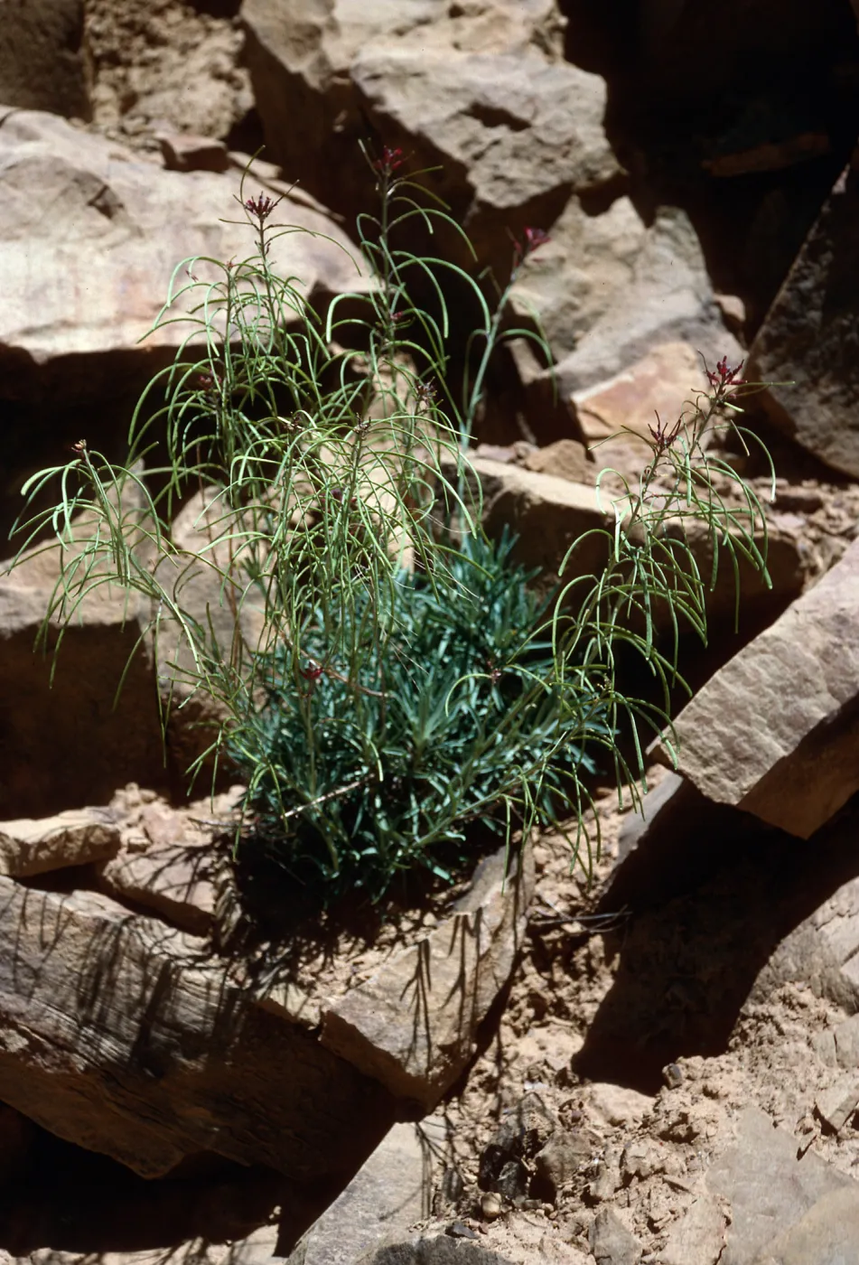 Arabis, Hwy 33