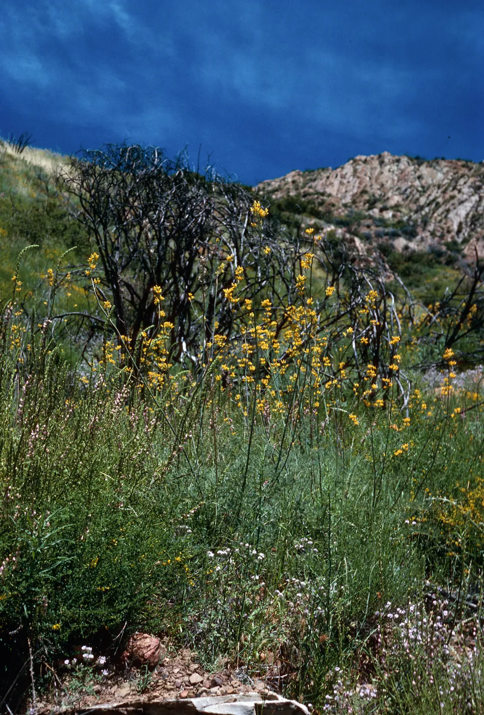Dicentra, Hwy 33