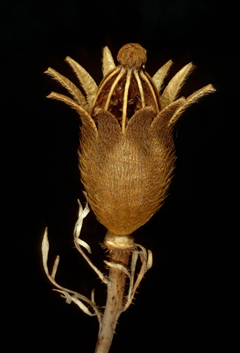 Romneya trichocalyx, Hwy 33- Cuyama overlook, North side of Pine Mountain
