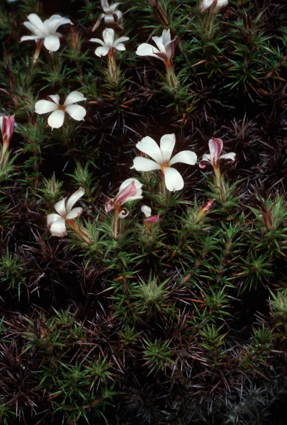 Leptodactylon veatchii, Dudleya dachyphytum location, West of head of of Cañada de La Mina, Cedros Island