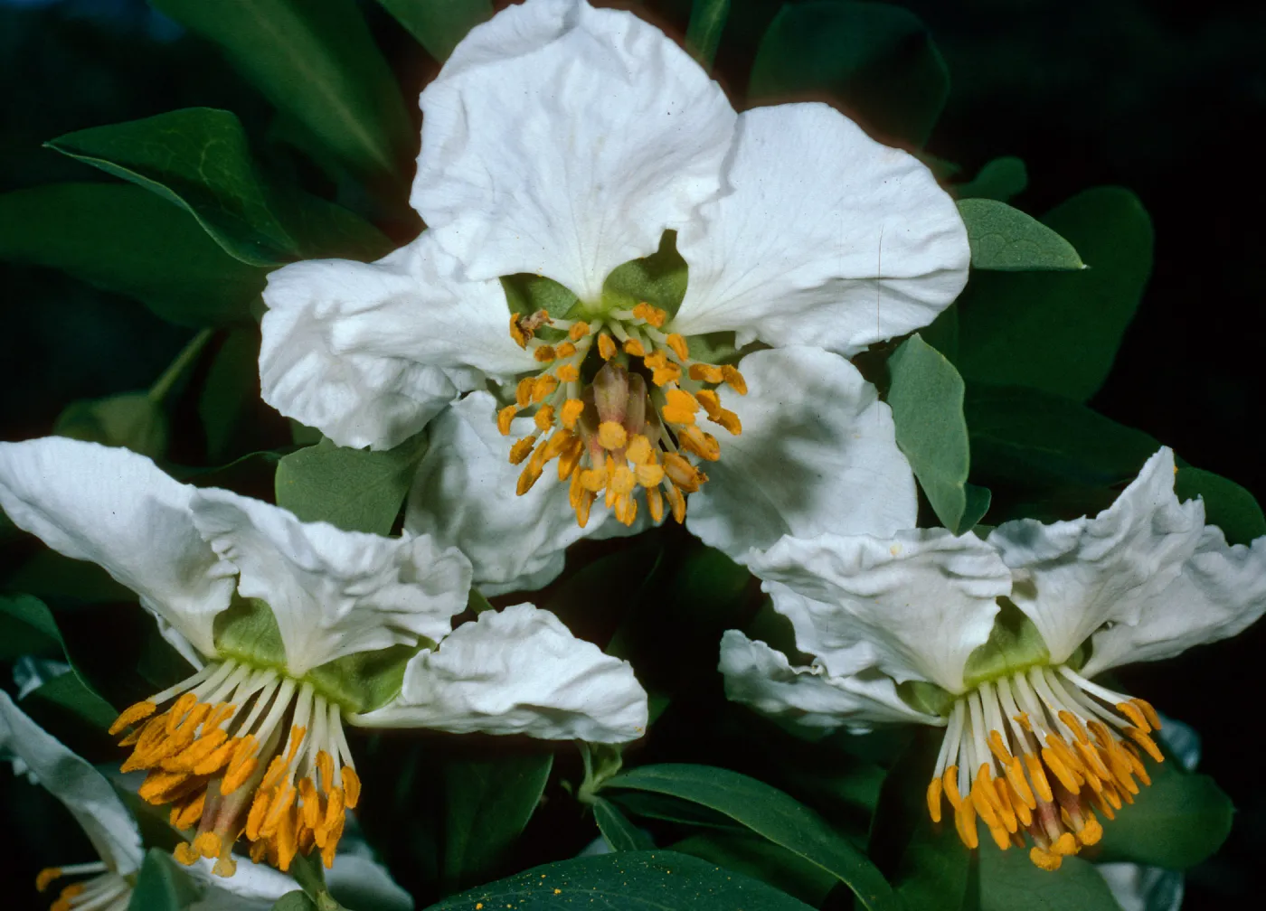 Camissonia californicum, Wrigley Garden, Santa Catalina Island