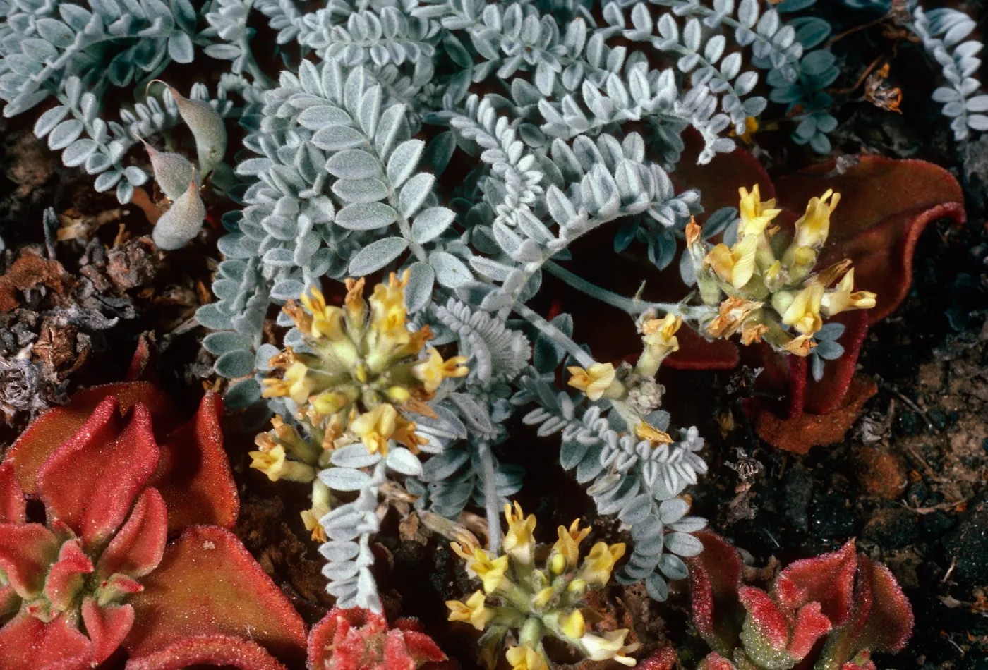 Astragalus traskiae, Arch Point Trail, Santa Barbara Island