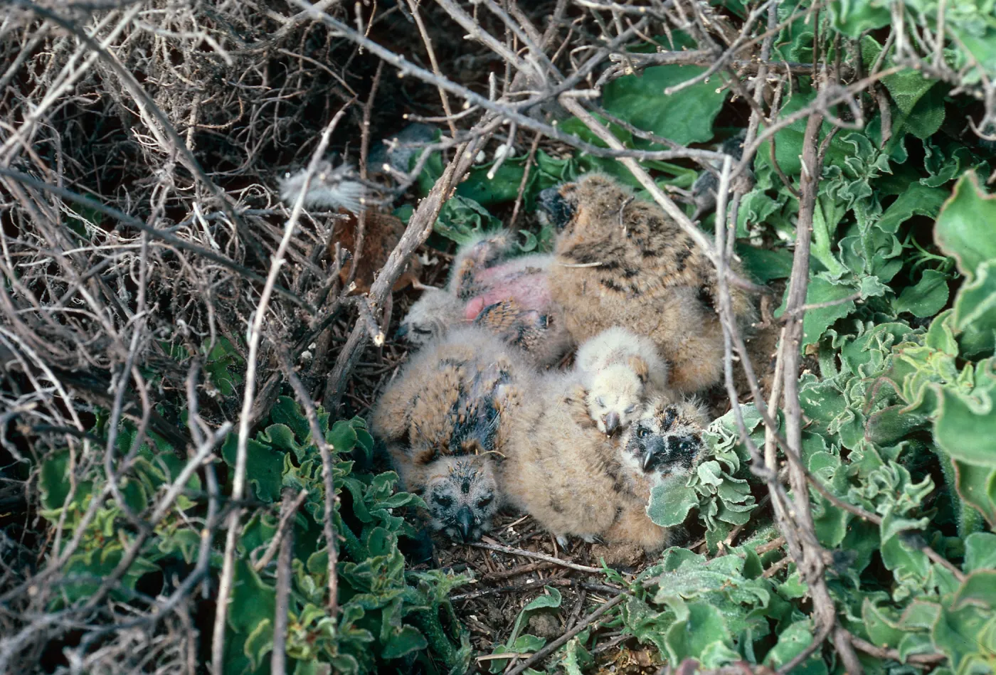 Short-Eared Owl nest, South of Graveyard Canyon, Santa Barbara Island