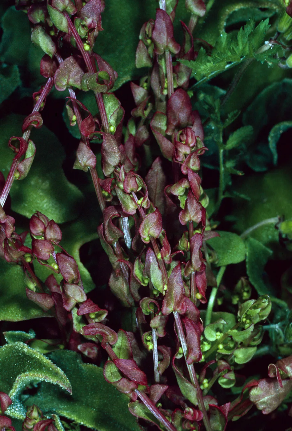 Aphanisma blitoides, Southeast side of island, Santa Barbara Island