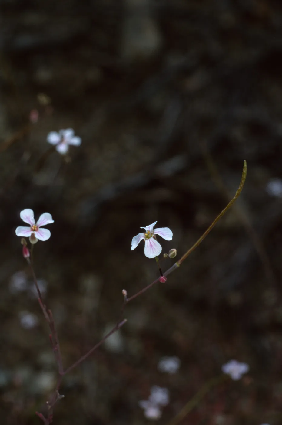 Sidara filifolia, Salta Verde, Santa Catalina Island
