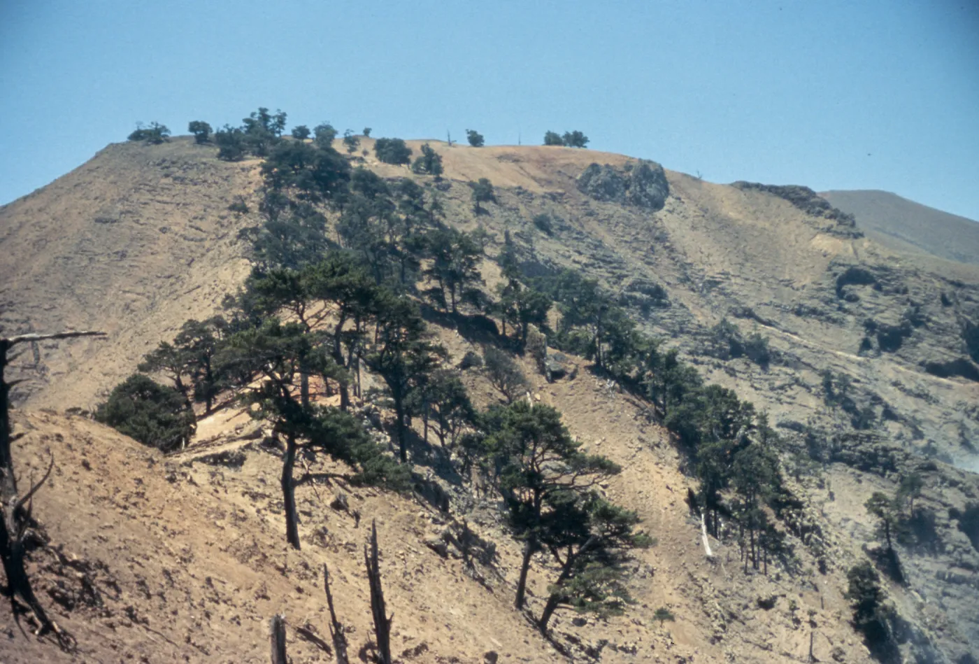 pines, North Point, Guadalupe Island