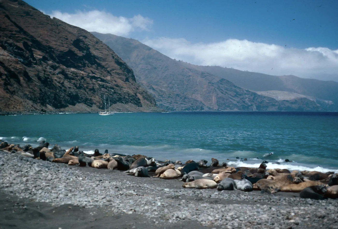 Guadalupe Island