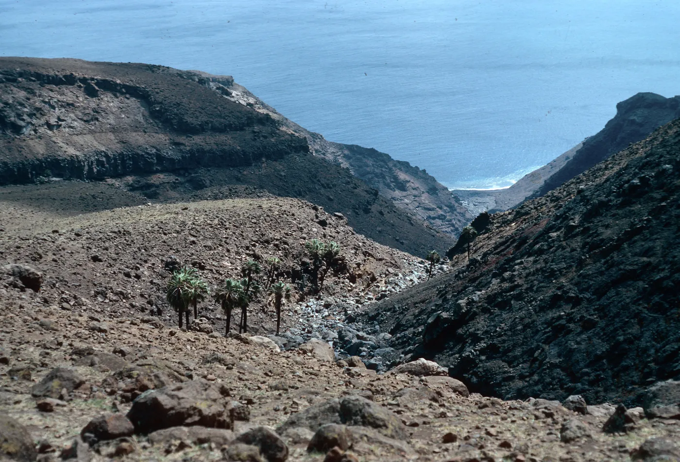 Guadalupe Island