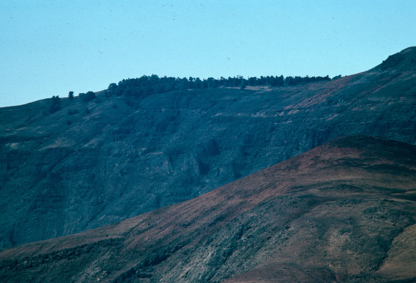 Cupressus, ridgetop, Guadalupe Island