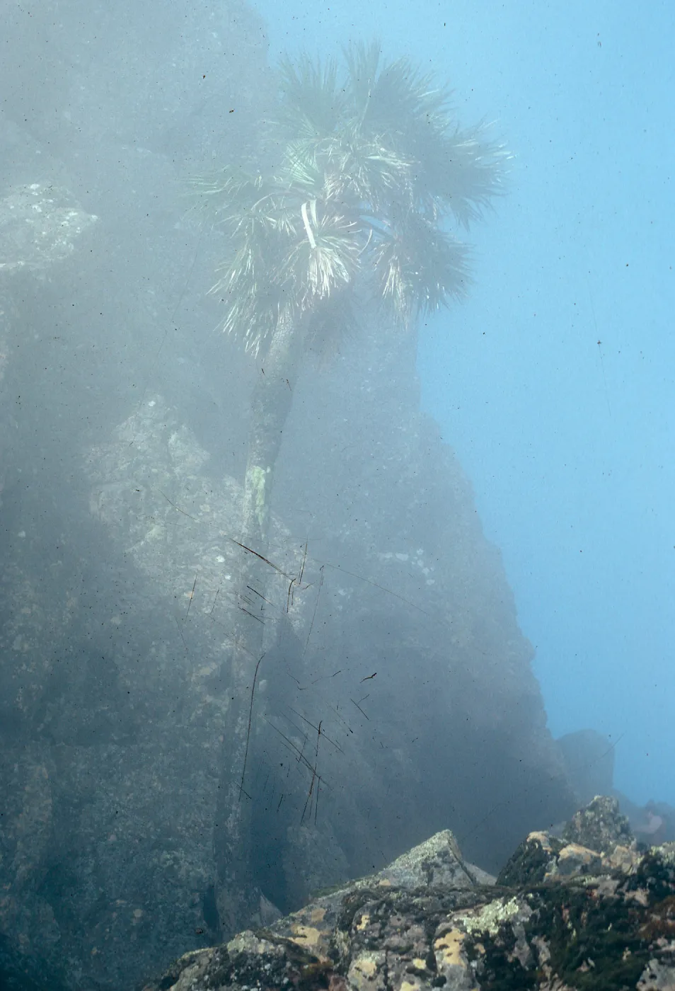 Erythea, Guadalupe Island