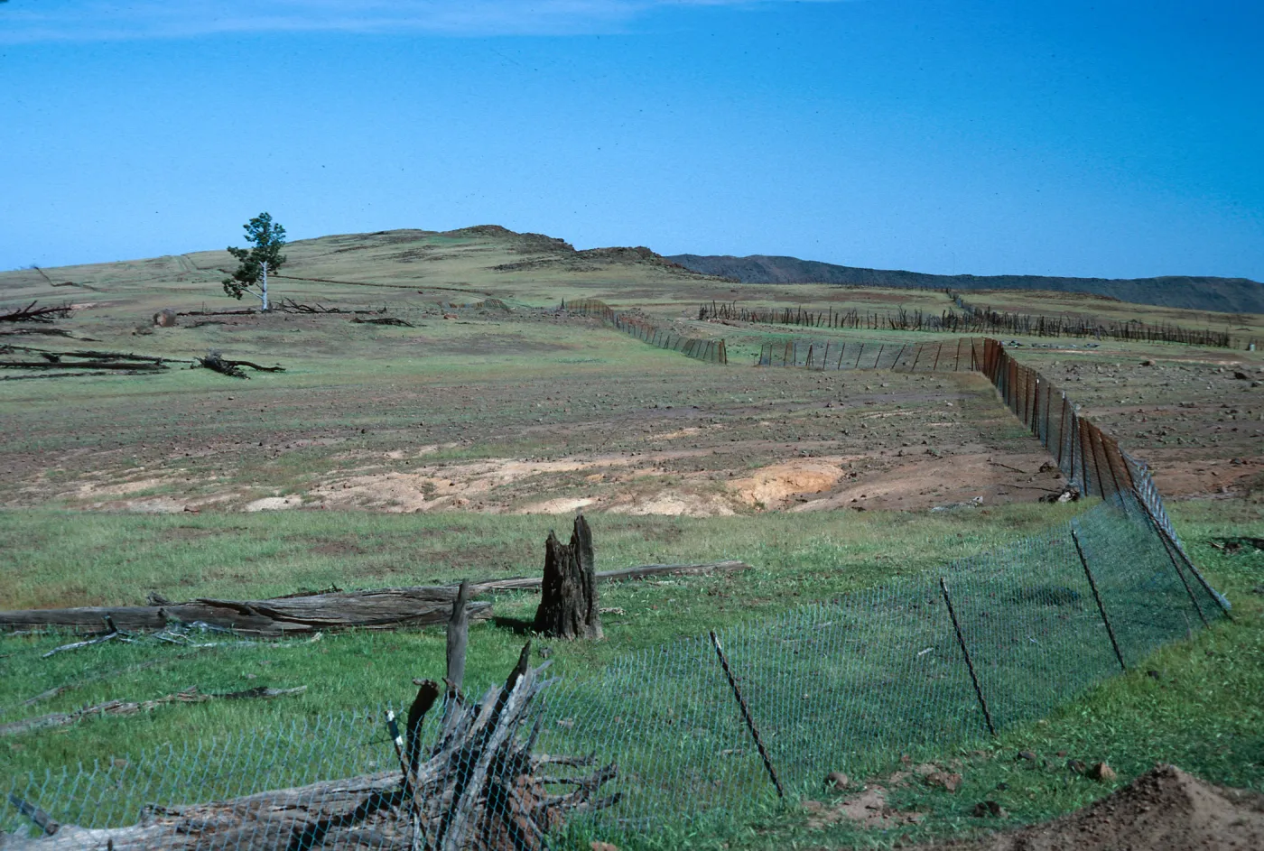 fence, Cypress grove, near Mount Augusta, Guadalupe Island