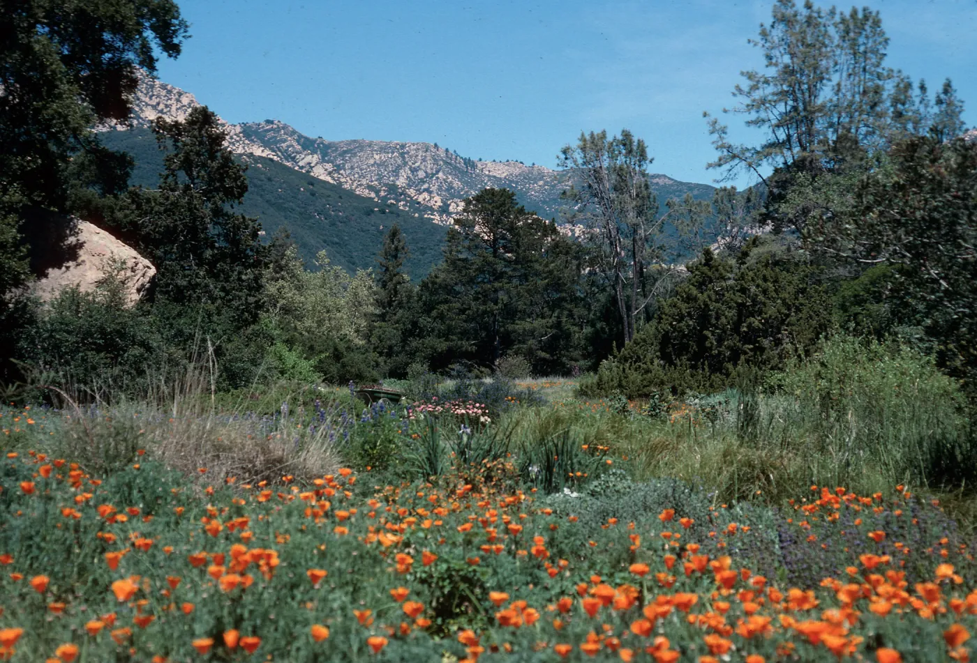 meadow, Santa Barbara Botanic Garden