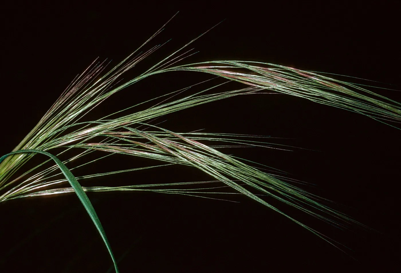 Stipa, Island Section, Santa Barbara Botanic Garden