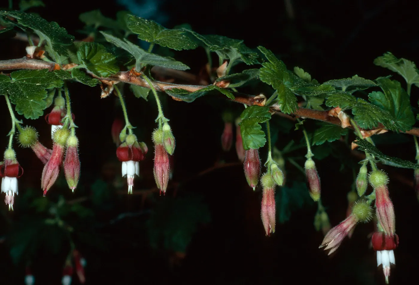 Ribes thacherianum, Santa Barbara Botanic Garden