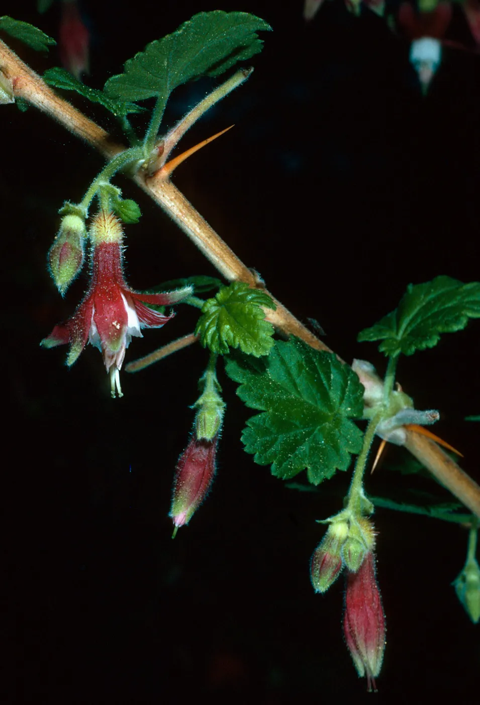 Ribes thacherianum, Santa Barbara Botanic Garden