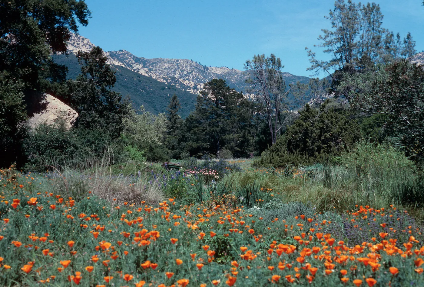 meadow, Santa Barbara Botanic Garden