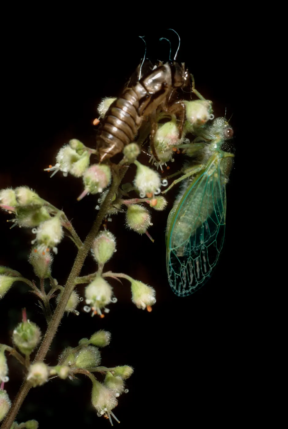 cicada on Heuchera maxima, Santa Barbara Botanic Garden