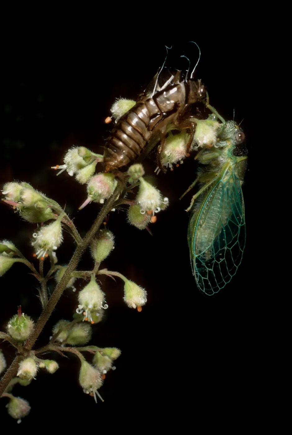 cicada on Heuchera maxima, Santa Barbara Botanic Garden
