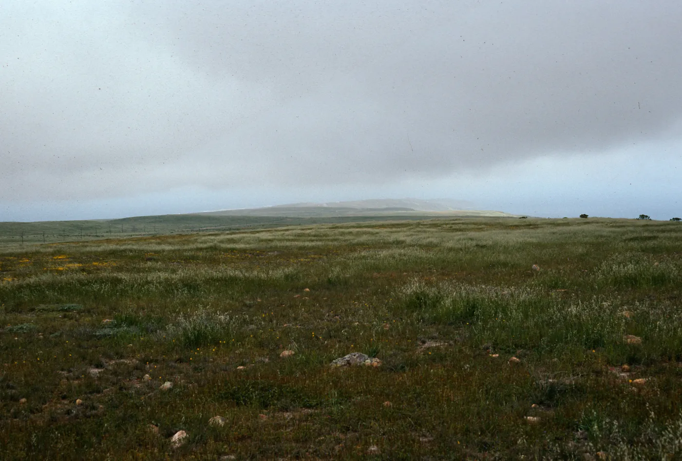 mesa, West of Δ Stone, looking North, San Clemente Island