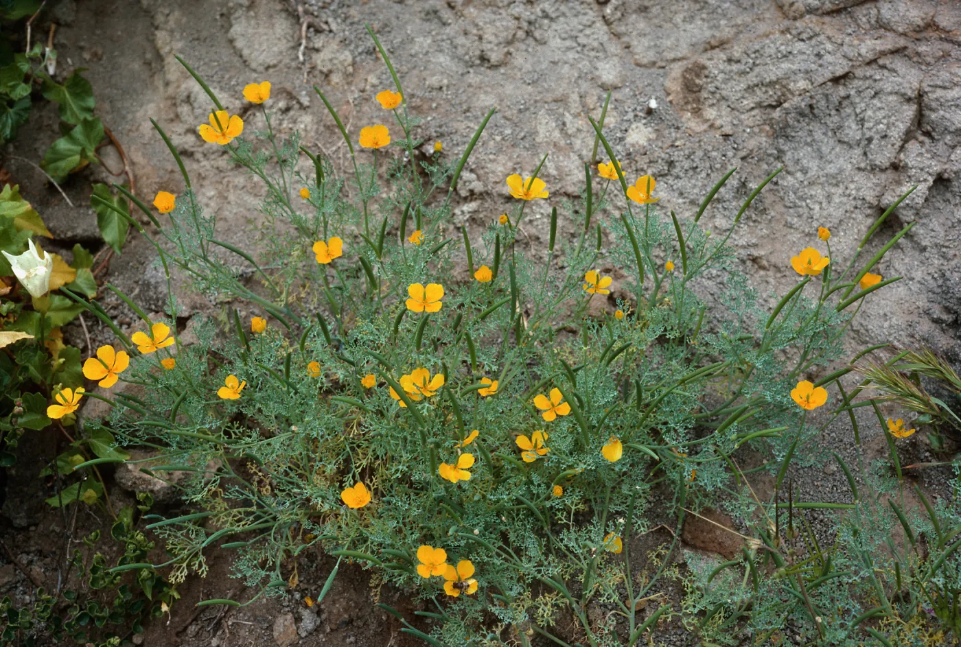 Eschschnolzia ramosa, Eel Point grade, San Clemente Island