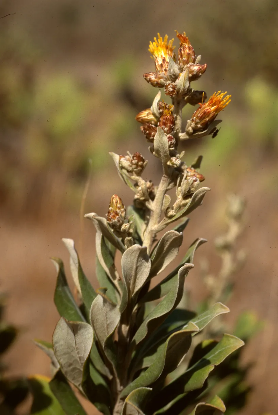 Hazardia cana, SCI- 920, Middle Ranch Canyon, San Clemente Island