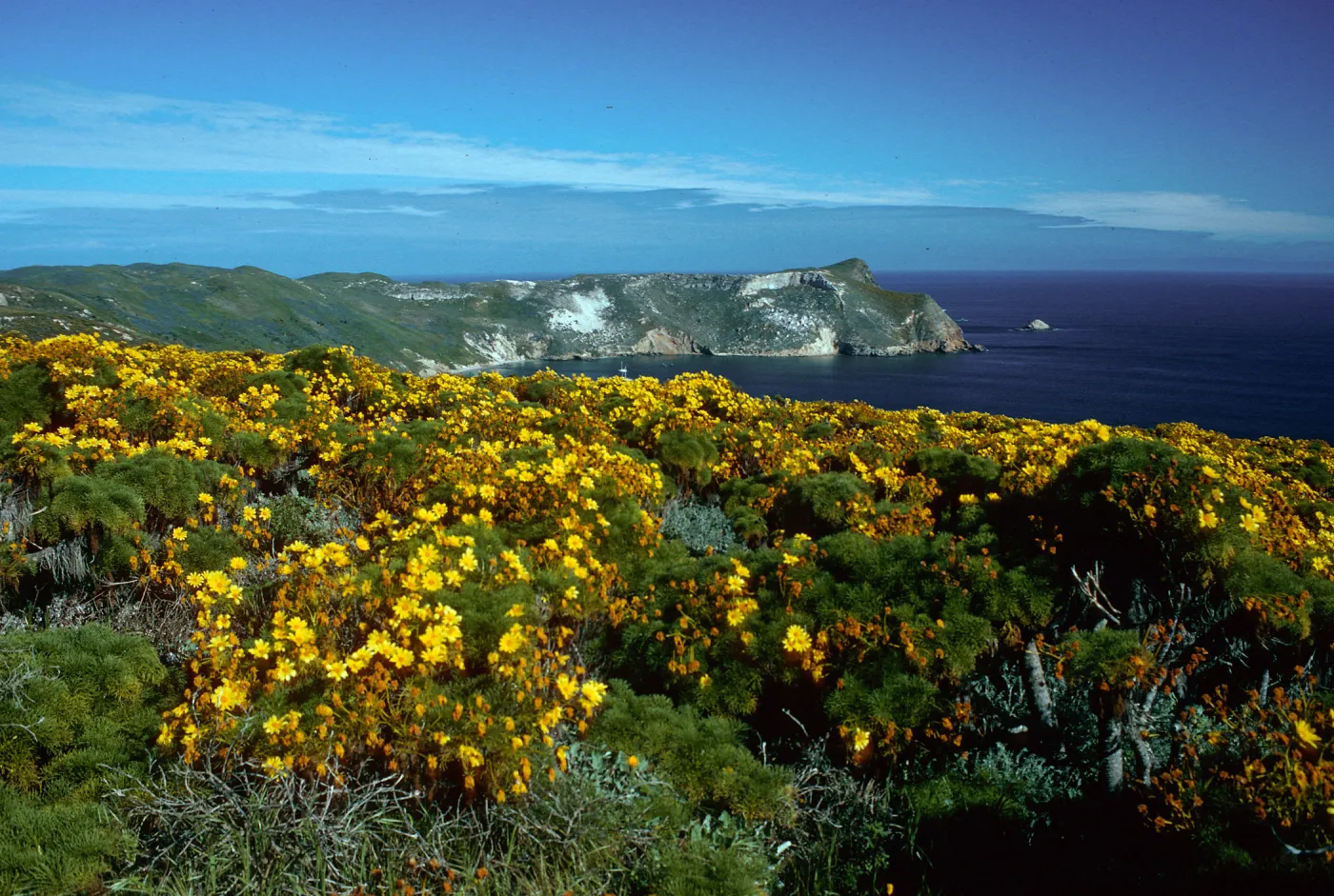 Coreopsis, Cuyler Harbor, from Cabrillo Monument, San Miguel Island