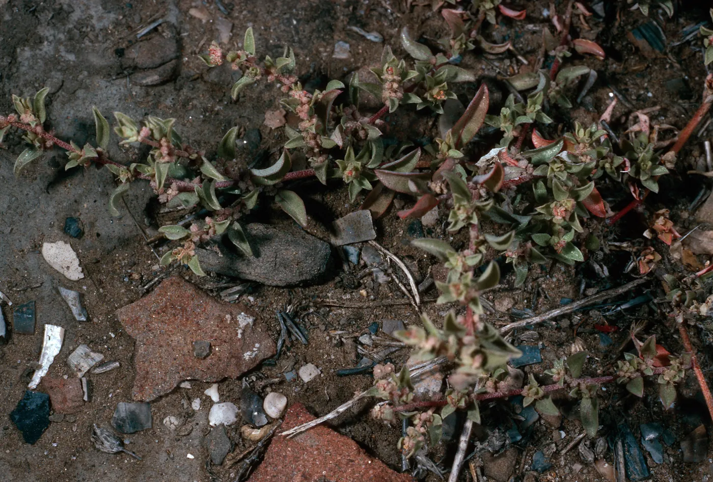 Atriplex pacifica, SN- 1137, San Nicolas Island